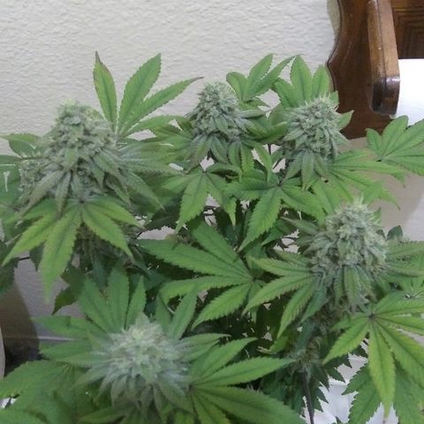 Lavender Cookies growlog timeline photo
