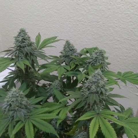 Lavender Cookies growlog timeline photo