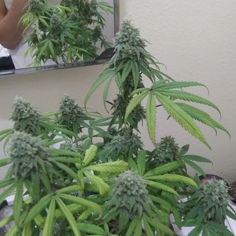 Lavender Cookies growlog timeline photo