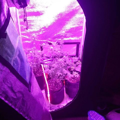 Lavender Cookies growlog timeline photo