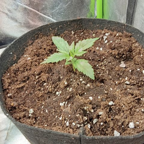 Gorilla glue fast versión  #2 growlog timeline photo