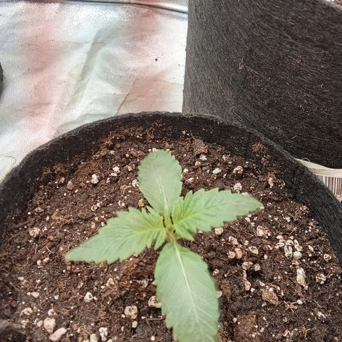 Gorilla glue fast versión  #2 growlog timeline photo