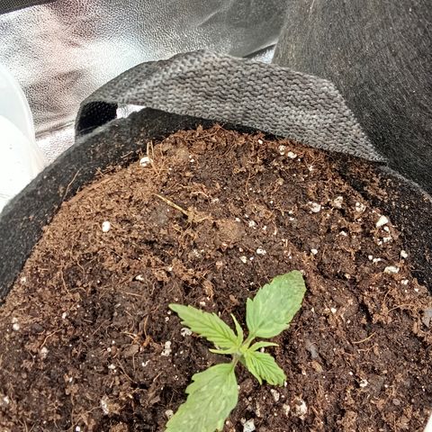 Gorilla glue fast versión  #2 growlog timeline photo