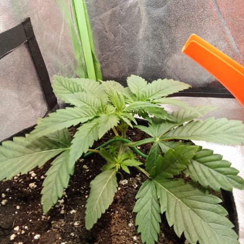 Gorilla glue fast versión  #2 growlog timeline photo