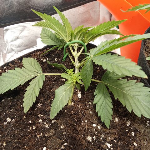Gorilla glue fast versión  #2 growlog timeline photo