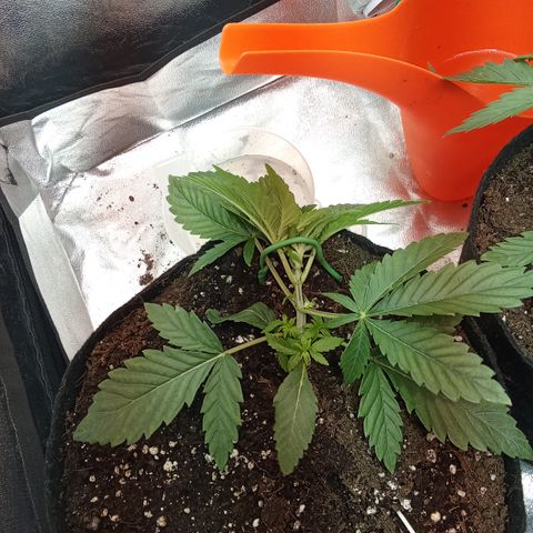 Gorilla glue fast versión  #2 growlog timeline photo