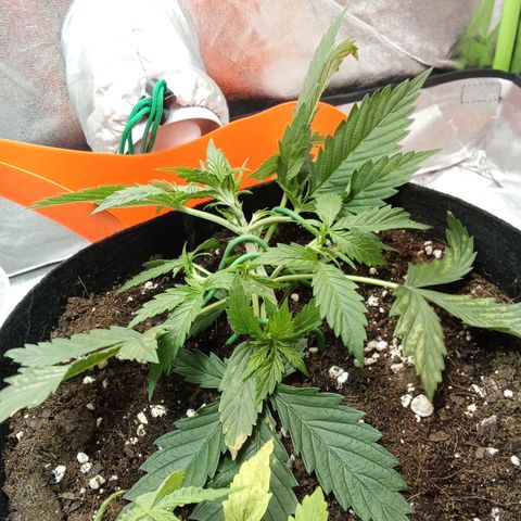 Gorilla glue fast versión  #2 growlog timeline photo