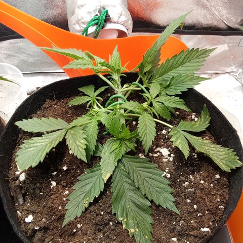 Gorilla glue fast versión  #2 growlog timeline photo