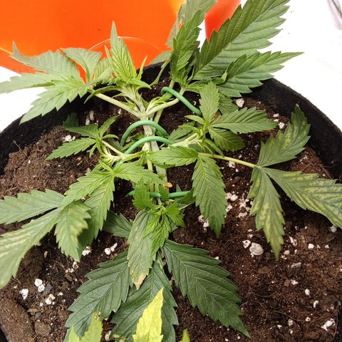 Gorilla glue fast versión  #2 growlog timeline photo