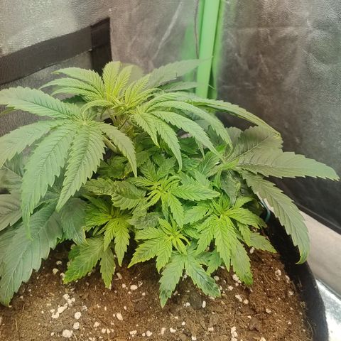 Gorilla glue fast versión  #2 growlog timeline photo