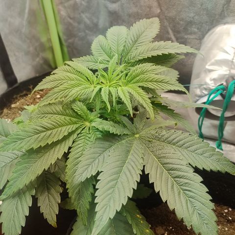 Gorilla glue fast versión  #2 growlog timeline photo