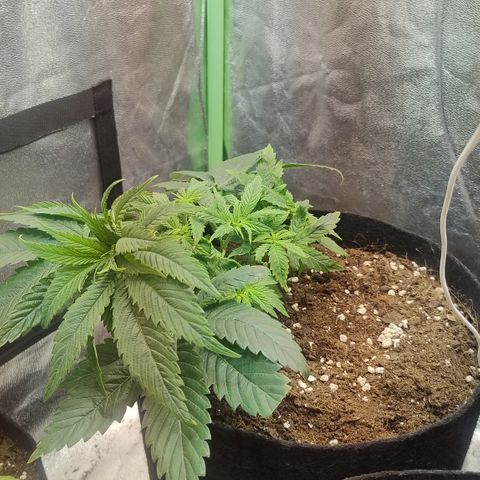 Gorilla glue fast versión  #2 growlog timeline photo