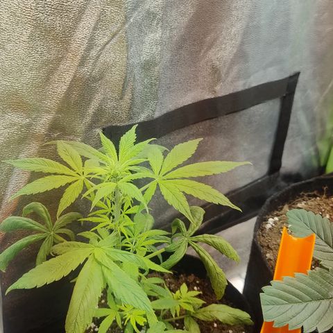 Gorilla glue fast versión  #2 growlog timeline photo