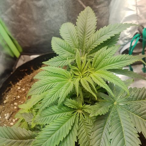 Gorilla glue fast versión  #2 growlog timeline photo