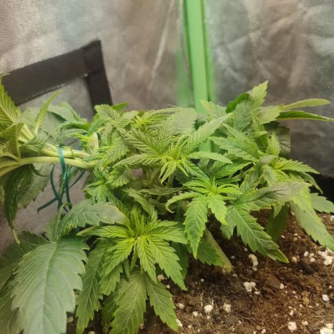 Gorilla glue fast versión  #2 growlog timeline photo