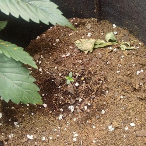 Tutankhamon growlog timeline photo