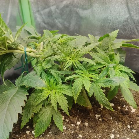 Gorilla glue fast versión  #2 growlog timeline photo