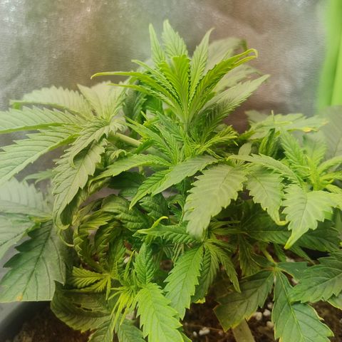 Gorilla glue fast versión  #2 growlog timeline photo