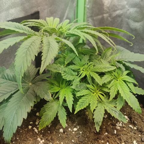 Gorilla glue fast versión  #2 growlog timeline photo