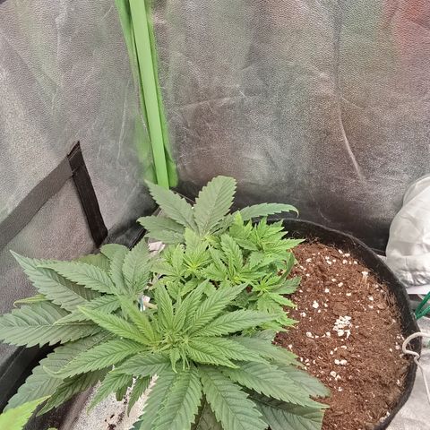 Gorilla glue fast versión  #2 growlog timeline photo