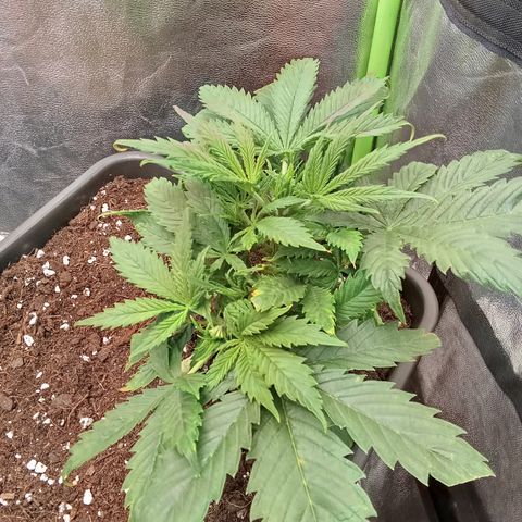 Gorilla glue fast versión  #2 growlog timeline photo