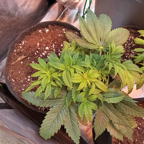 Gorilla glue fast versión  #2 growlog timeline photo