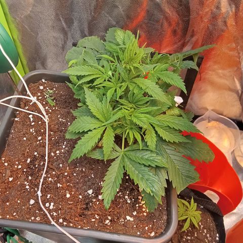 Gorilla glue fast versión  #2 growlog timeline photo