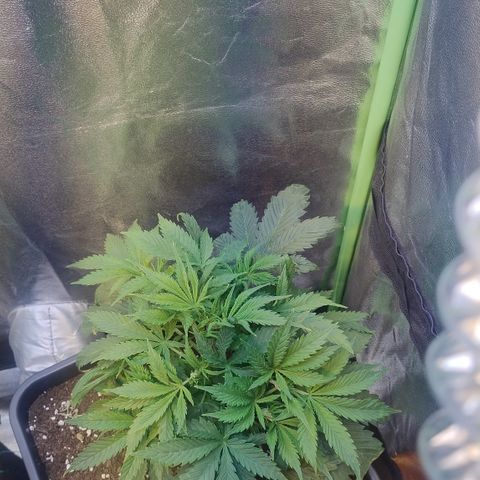 Gorilla glue fast versión  #2 growlog timeline photo