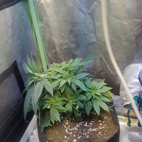 Gorilla glue fast versión  #2 growlog timeline photo