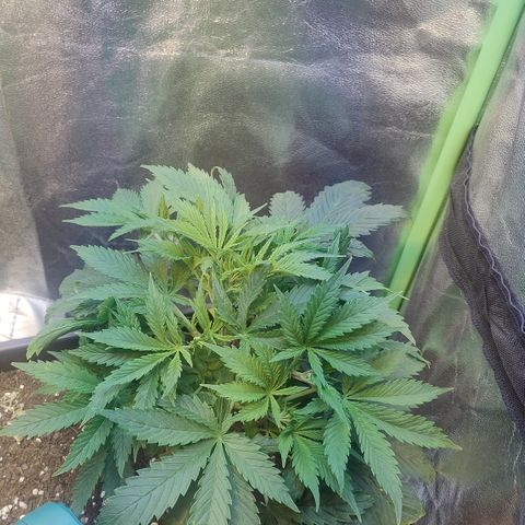 Gorilla glue fast versión  #2 growlog timeline photo