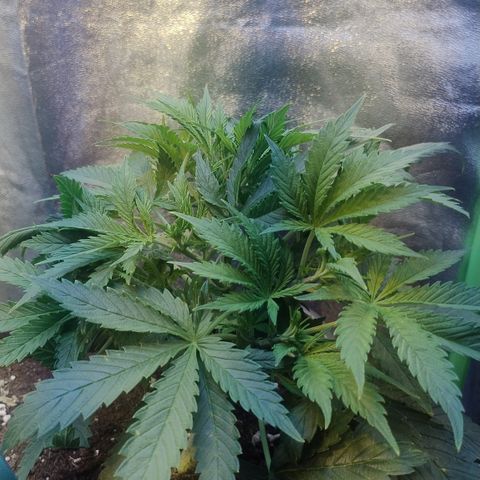 Gorilla glue fast versión  #2 growlog timeline photo