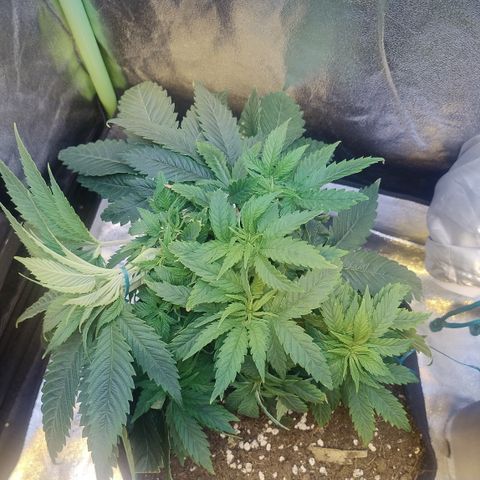 Gorilla glue fast versión  #2 growlog timeline photo
