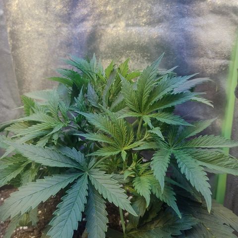 Gorilla glue fast versión  #2 growlog timeline photo