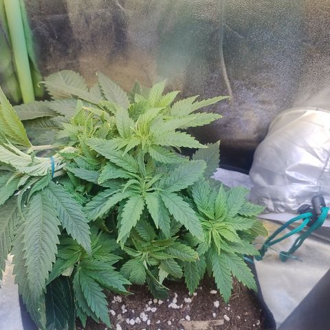 Gorilla glue fast versión  #2 growlog timeline photo