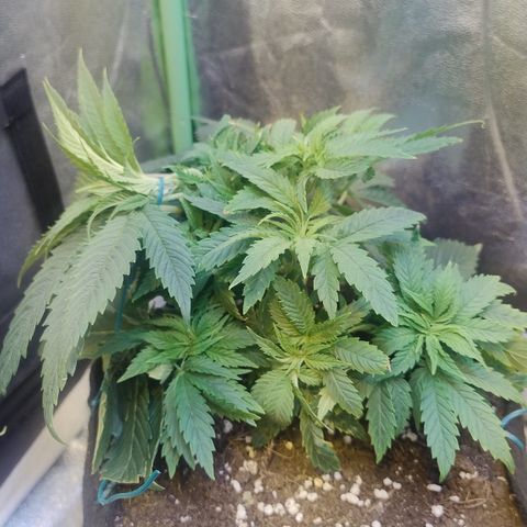 Gorilla glue fast versión  #2 growlog timeline photo