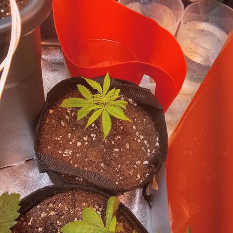 Gorilla glue fast versión  #2 growlog timeline photo
