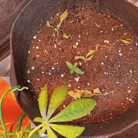 Tutankhamon growlog timeline photo