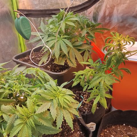 Gorilla glue fast versión  #2 growlog timeline photo