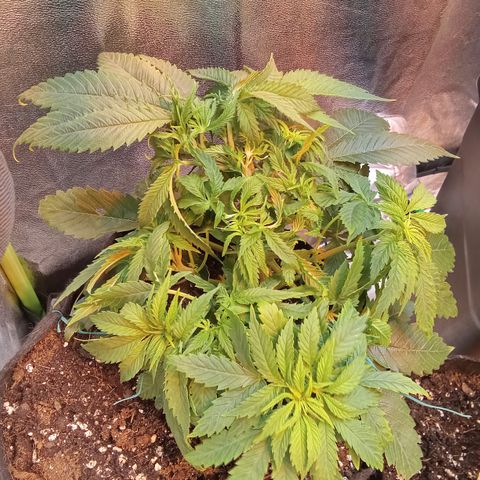 Gorilla glue fast versión  #2 growlog timeline photo
