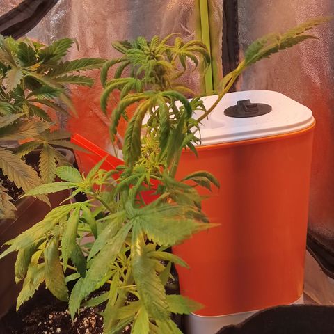 Gorilla glue fast versión  #2 growlog timeline photo