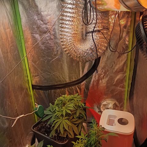 Gorilla glue fast versión  #2 growlog timeline photo