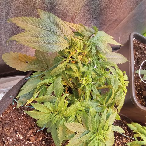 Gorilla glue fast versión  #2 growlog timeline photo