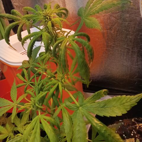 Gorilla glue fast versión  #2 growlog timeline photo
