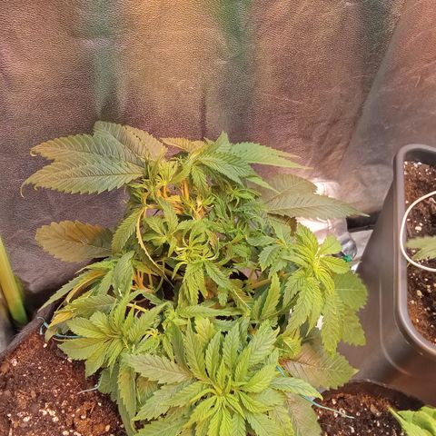 Gorilla glue fast versión  #2 growlog timeline photo