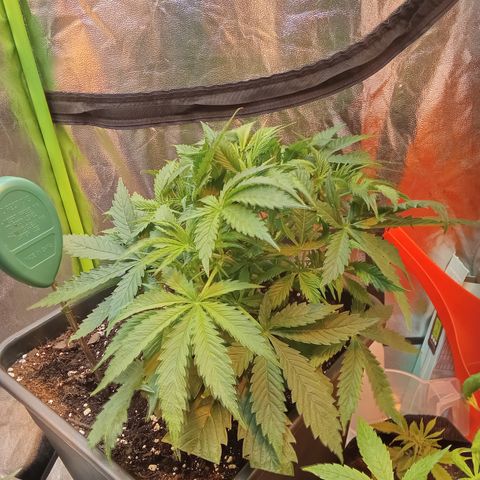 Gorilla glue fast versión  #2 growlog timeline photo