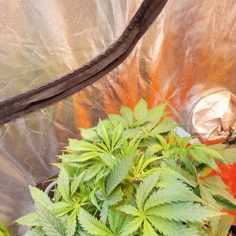 Gorilla glue fast versión  #2 growlog timeline photo