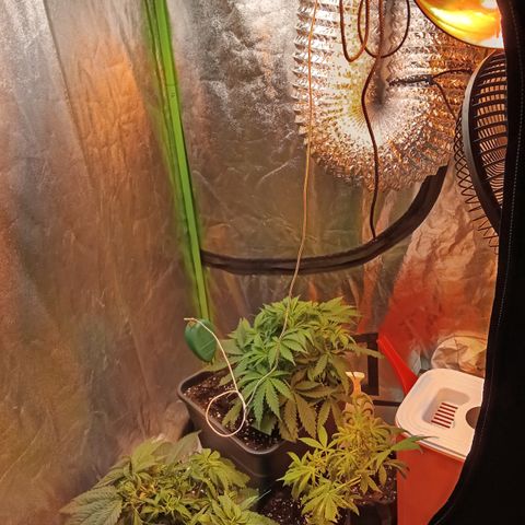 Gorilla glue fast versión  #2 growlog timeline photo