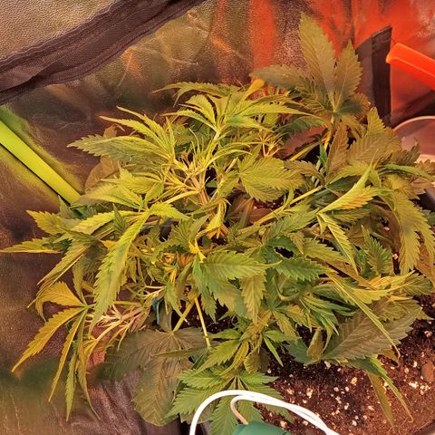 Gorilla glue fast versión  #2 growlog timeline photo