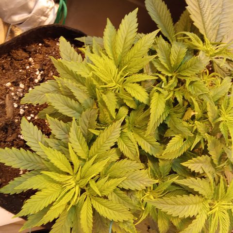 Gorilla glue fast versión  #2 growlog timeline photo