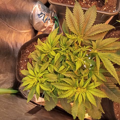 Gorilla glue fast versión  #2 growlog timeline photo
